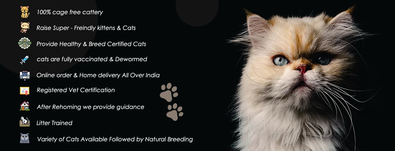 Buy Cat in Suit Online In India -  India